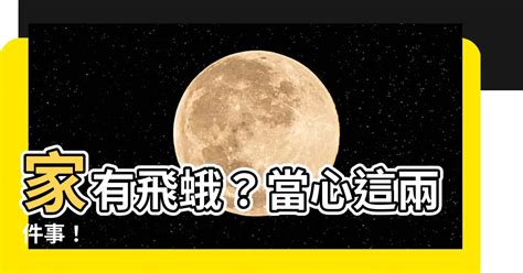 房間有飛蛾怎麼辦|殺蟲劑也難徹底清除！如何對付家中常見的蛾蚋、果蠅｜元氣